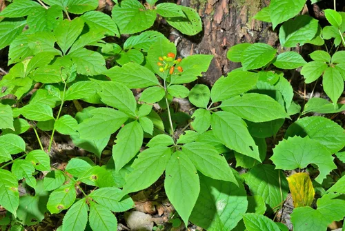 Vista 5 de 15 Seeds Asian Korean Ginseng Panax Shade Chinese Herb