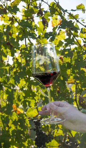 Vista 2 de ZWIESEL GLAS Pure Cabernet - Copas de vino tinto (juego de 4), elegantes copas de vino para vino tinto, copas de cristal Tritan aptas