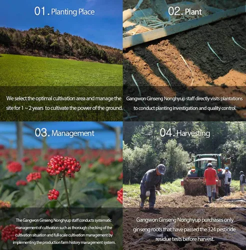 Vista 6 de [Gangwoninsam] Té de ginseng rojo coreano (0.11 oz x 100 paquetes) – Ginseng rojo coreano de 6 años, comida saludable coreana, empaquetado