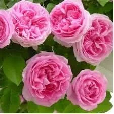 Vista 3 de Generic Semillas frescas de la flor de la rosa 100pcs para plantar rosa bebé