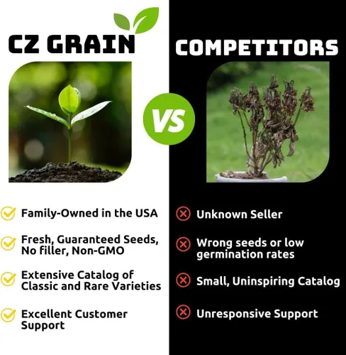 Vista 3 de Plantas vivas de arborvitae verde esmeralda (Thuja occidentalis) – Árbol de privacidad de hoja perenne de rápido crecimiento – Seto de Thuja