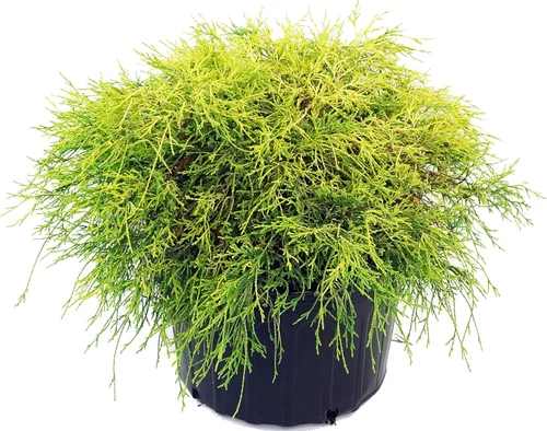 Vista 6 de Chamaecyparis p. f. 'Aurea' (ciprés de hilo de oro) de hoja perenne, follaje amarillo, # 2 - Contenedor