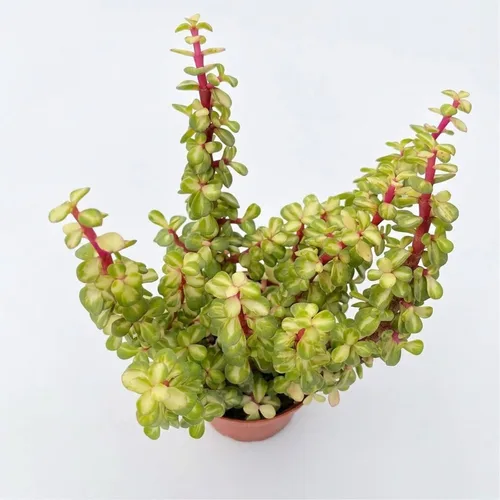 Vista 10 de Plantas suculentas vivas de 4 pulgadas, Aeonium 'White Wedding Dress', suculentas en maceta de fácil cuidado, planta