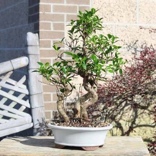 Vista 8 de Brussel's Bonsai - Árbol bonsái para interiores, M