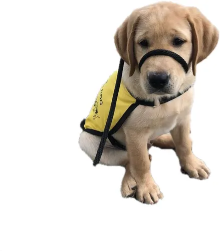 Vista 2 de Not So Fast Rover - Correa para perro sin tirones, para cabeza o cuello, talla única, para todos los perros, figura 8 con broche de seguridad (negro)