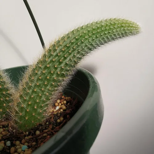 1 cactus vivo de cola de mono | Cactus Hildewintera Colademonis de 4 pulgadas | Rara exótica Cleistocactus Winteri suculenta