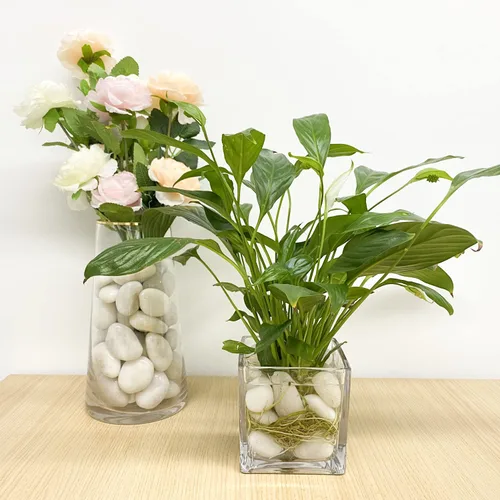 Vista 6 de 10 libras de guijarros blancos para plantas de interior, piedras de río pequeñas de 0.8-1.2 pulgadas para macetas, jarrones, peceras, jardín
