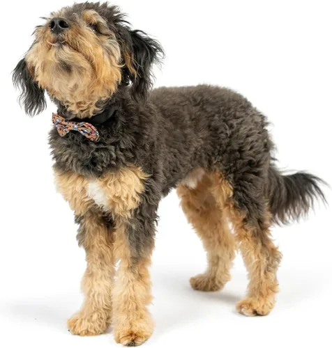 Vista 7 de Huxley & Kent Pajarita para mascotas para perros y gatos – Accesorio ajustable para collar de gancho y velcro – Lindo y cómodo para vacaciones