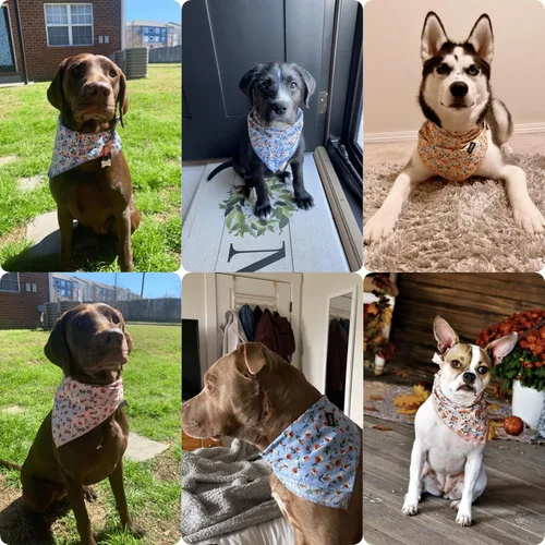 Vista 6 de Pañuelos de primavera para perros pequeños, 4 unidades, bandana para cachorros, naranja, rosa, azul, estampado floral, babero, pañuelo, bufanda