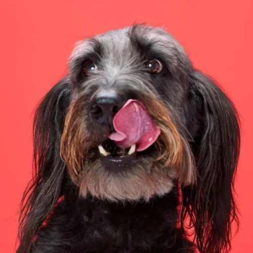 Vista 10 de DreamBone Mini masticables con pollo real para perros, 36 unidades, estos masticables sin piel cruda son la distracción favorita de los perros