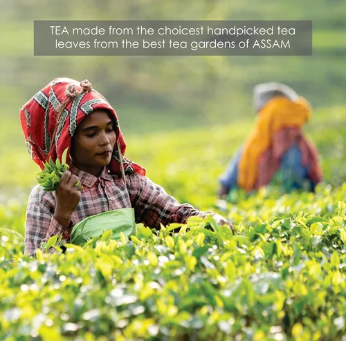 Vista 37 de Octavius Paquete de muestra de té Surtido de tés verdes Té verde de anís canela 50 bolsas de té de doble cámara envueltas Paquete variado