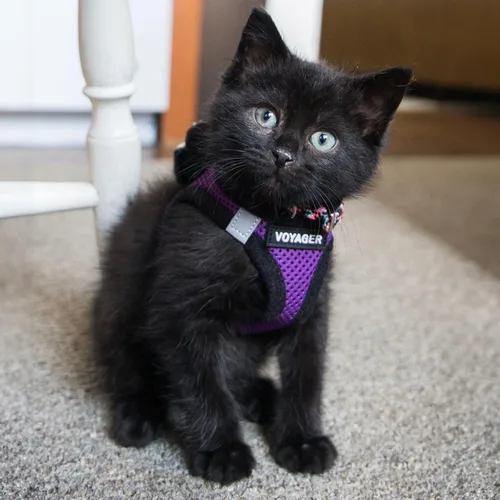 Vista 8 de Best Pet Supplies - Arnés de malla para todo tipo de clima, reflectante, antitirones, para perro y gato pequeño y mediano, con velcro, hebilla