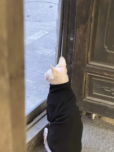 Vista 7 de Ropa de gatos sin pelo, camiseta de algodón, chaleco transpirable para primavera y otoño, ropa de gato con cuello alto para Sphynx, Cornish Rex