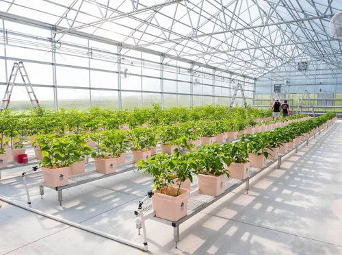 Vista 5 de Pepper Joe's Puré de pimienta fantasma, tarro de 9 onzas de puré de chile extremadamente picante, puré fermentado de Ghost Bhut Jolokia para cocinar