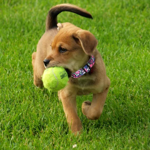 Vista 3 de Maca Bates - Collar de primavera para perro con diseño de flores, para niñas y niños, hembra, macho, para Perros, Chihuahua, Pitbull, regalo