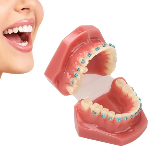 Vista 6 de Modelo de cuidado de dientes, 28 piezas de resina de dientes enseñanza con soportes de metal, modelo de dientes para estudiantes, modelo de dientes