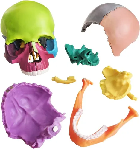 Vista 6 de Nuevo modelo de calavera de anatomía 15 piezas, calavera humana explotada de anatomía humana, mini calavera de color humano médica desmontable