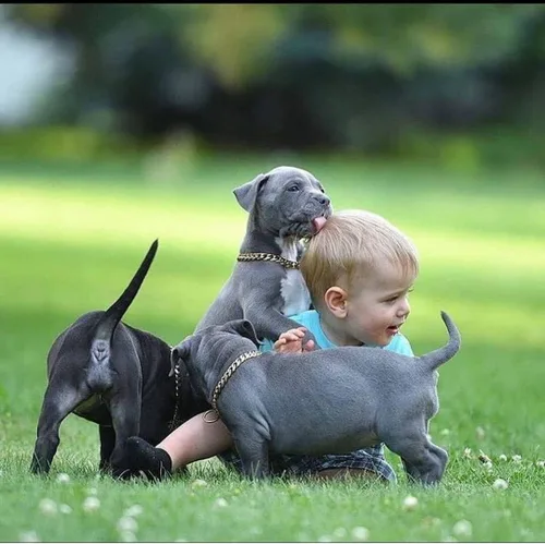 Vista 5 de Collares Fuertes de Acero Inoxidable Dorado para Perros con Cierre de Hebilla de Seguridad, Collar de Entrenamiento de Cadena de Eslabones Cubanos