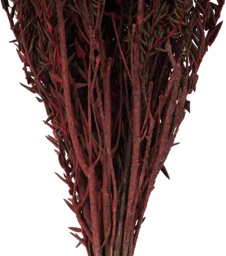 Vista 3 de Vickerman Flor Phylica de algodón rojo de 16 a 22 pulgadas, tallo largo, flores secas preservadas reales para bodas, decoración del hogar o arreglos