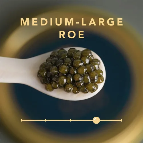 Vista 2 de STUR Royal Osetra Sturgeon Caviar – 3.5 oz / 100 g + REGALO 1 oz / 28 g – Ossetra Black Roe – OVERNOCHE GARANTIZADO