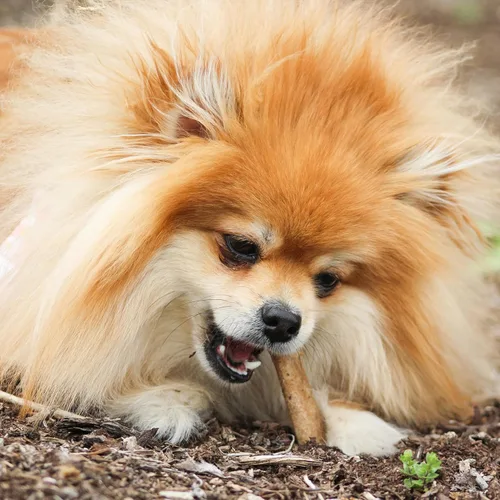 Vista 7 de Nylabone Healthy Edibles - Paquete variado de premios naturales de larga duración para perros pequeños, 34 unidades, sabores de carne asada y pollo