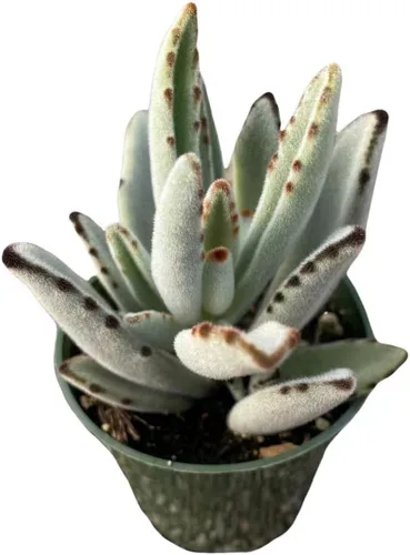Vista 2 de Plantas de cactus suculentas vivas de USKC (pata de oso de cotiledón tomentosa de 2 pulgadas)