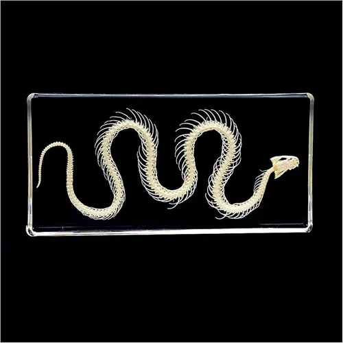 Vista 5 de Espécimen de animal de esqueleto de serpiente real, pisapapeles de ciencia en bloque acrílico para educación científica, 6.3 x 3.1 x 0.8 in