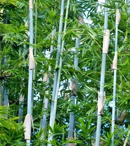 20 Semillas de hibisco amarillo naranja doble flores perennes flor flor flor árbol de jardín