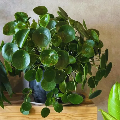 Vista 5 de Planta de dinero, planta viva Pilea Peperomioides, de 5 a 7 pulgadas de alto, planta viva para jardín