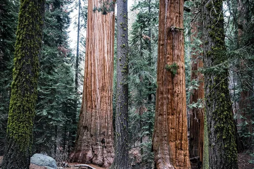 Vista 6 de Plantón pequeño de secoya gigante (sequoiadendron giganteum)