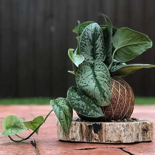 Vista 4 de American Plant Exchange Silver Splash Pothos - Pothos de Satén Silver Splash Vivo en Maceta de 6 Pulgadas, Planta de Interior Purificadora de Aire