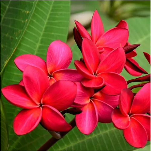 4 Pk Hawaiian Red Plumeria Frangipani Planta de esquejes - Descuento Hawaiiangifts