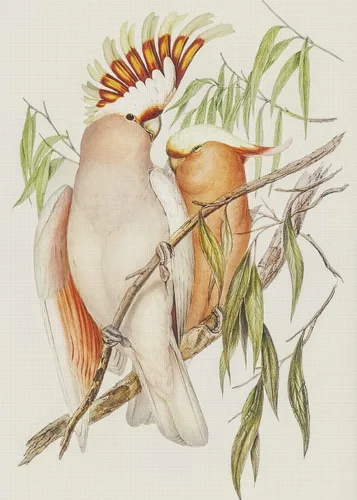 Vista 22 de Canguros australianos John Gould Counted Patrón de punto de cruz