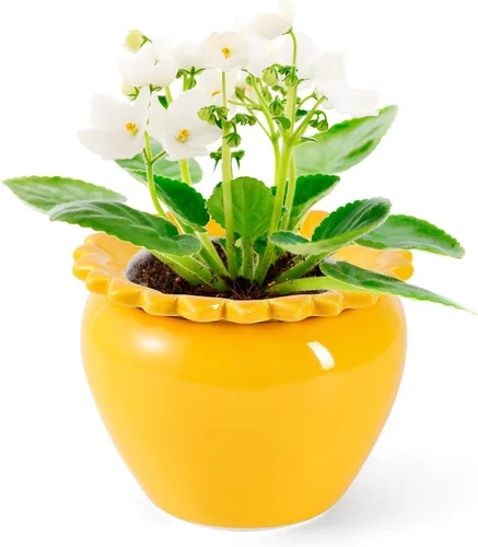 Vista 15 de Maceta para Flores Violeta Africana Verde de Cerámica con Riego Automático 6.5 * 4.6 * 4 pulgadas Maceta Simple para Plantas con Riego Automático