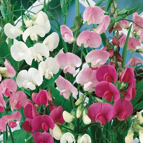 Vista 2 de Aceite de fragancia Sweet Pea (nuestra versión del nombre de la marca) (botella de 8 onzas) para hacer velas, hacer jabón, fabricación de tartas