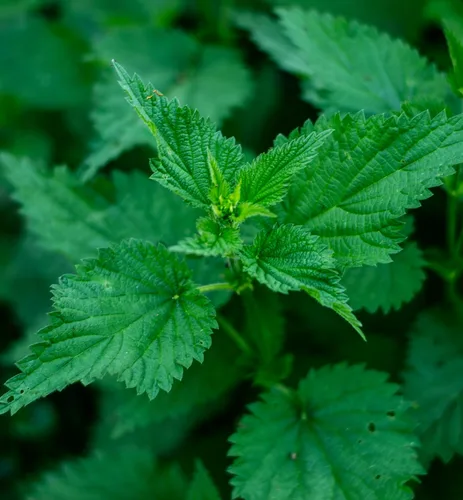 Vista 8 de Herb Pharm Extracto líquido de mezcla de ortiga picante, 1 onza (DNETT01)