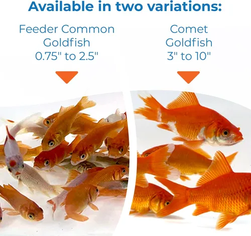 Vista 5 de Toledo Goldfish Classic Comet Goldfish: peces de colores vivos con una variedad de tamaños para estanques, tanques y acuarios - 3-4 pulgadas, 5