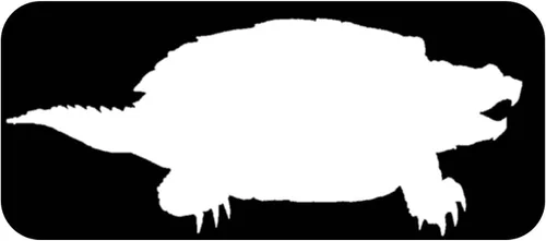 Pegatina Tortuga Snapping 8" Vinilo OS 317