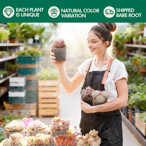 Vista 10 de Echeveria Minima - Suculenta viva abigarrada con roseta abigarrada única, hermosa planta de interior para decoración y regalos, planta