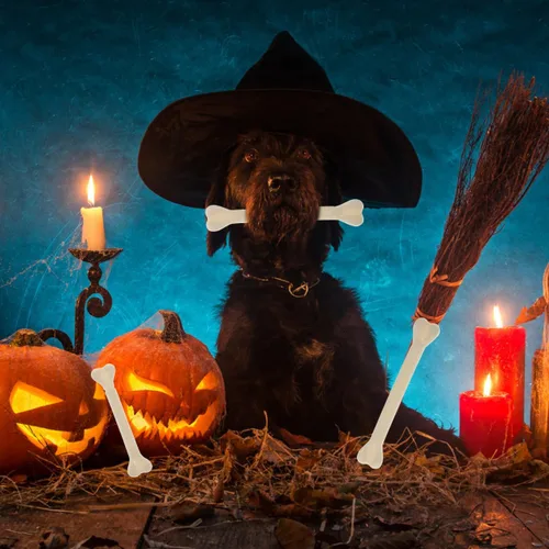 Vista 2 de 48 piezas de decoración de esqueleto de huesos de Halloween, esqueleto de dinosaurio de plástico, esqueletos de animales falsos, accesorios