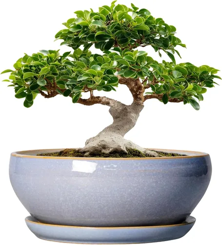 Vista 40 de SQOWL Macetas pequeñas para bonsái, macetas de cerámica de 6 pulgadas para suculentas, maceta poco profunda con orificio de drenaje y platillo