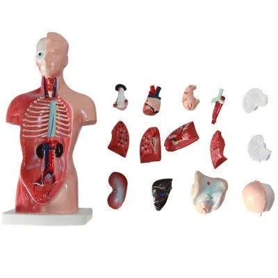 Vista 4 de Modelo de anatomía corporal de torso humano masculino de 11 pulgadas que incluye esqueleto visceral para estudiantes de medicina estudio