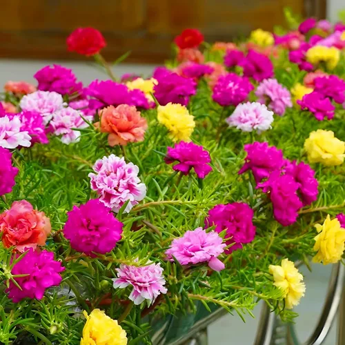 KVITER 2,000 semillas mix de musgo doble rosa para plantar (Portulaca Grandiflora) - Sin OGM y reliquia para cubrir el suelo - Semillas de flor de