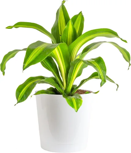Costa Farms Dracaena Corazón Dorado - Planta de interior viva, fácil de cultivar, para decoración de casa en maceta decorativa, mezcla de tierra
