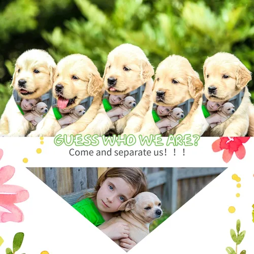 Vista 6 de Weewooday 12 pañuelos de sublimación en blanco para perros, pañuelos blancos sólidos para mascotas, bufanda triangular, bufanda de poliéster