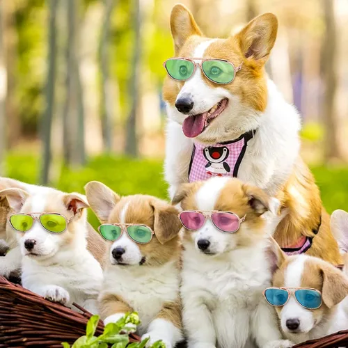 Vista 2 de Molain Gafas de sol para gatos – Gafas de sol con protección UV para mascotas, muñecos, gafas de sol para perros pequeños, accesorios para fotos