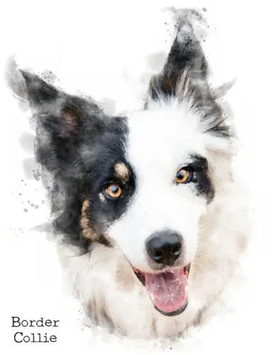 Border Collie Black Tricolour, Notebook, 120 blank lined pages, 8.5 by 11