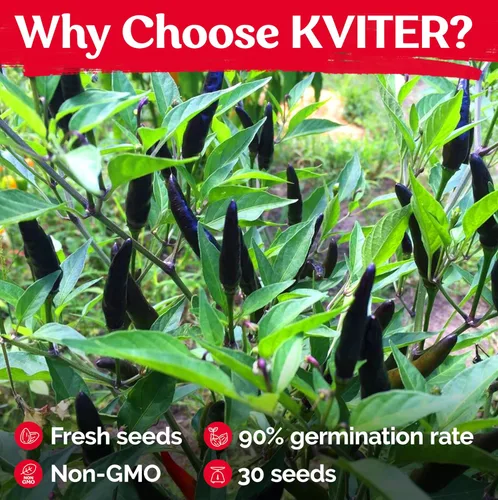 Vista 5 de KVITER 30 semillas de pimiento picante de chile cobra negro (Capsicum Annuum) – Semillas de herencia de pimiento de cabras, semillas de jardín