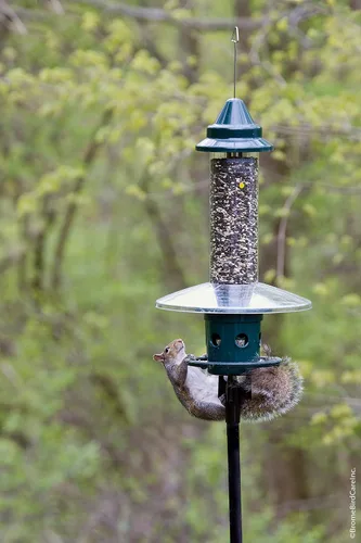 Vista 12 de Squirrel Buster Plus - Comedero para pájaros a prueba de ardillas con anillo cardenal y 6 puertos de alimentación, capacidad de semillas de 5.1