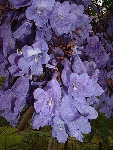 Vista 5 de Jacaranda mimosifolia, Azul Rare Árbol de floración flamboyan Delonix semillas 10semillas